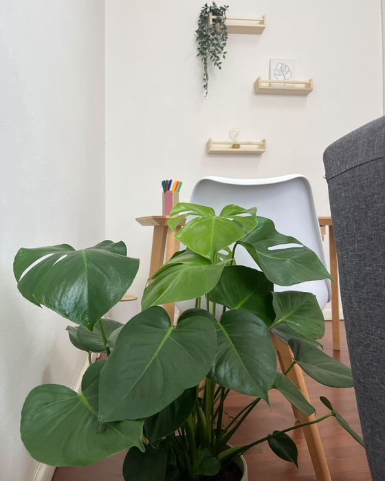 Una grande pianta di monstera davanti al tavolo dello studio, con delle mensole di legno sulla parete